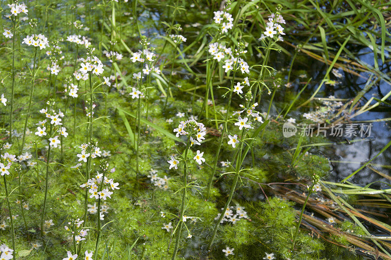 水紫罗兰(hotonia palustris)